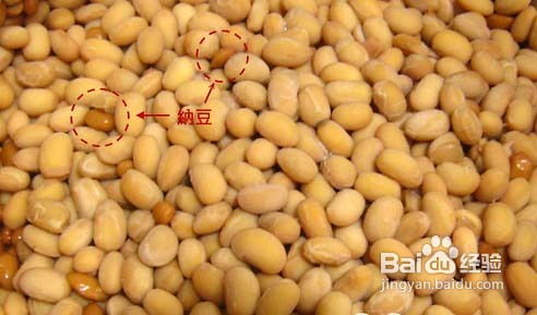 自制纳豆大成功
