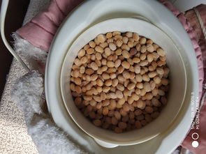 鲜纳豆的做法 鲜纳豆怎么做